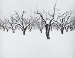 Ian Martin – Pear Orchard Four